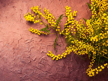 High angle view of yellow flowering plant on land