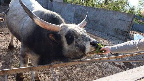 Beautiful cow eating grass in the zoo close up portrait