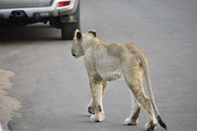 Full length of a cat on road