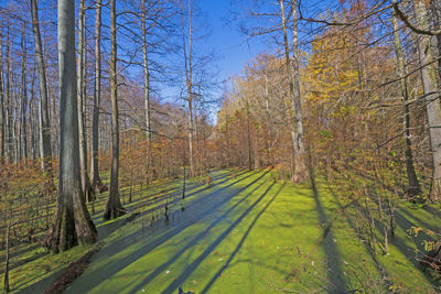 Morning shadows in a cypress swamp in autumn in heron pond in illinois