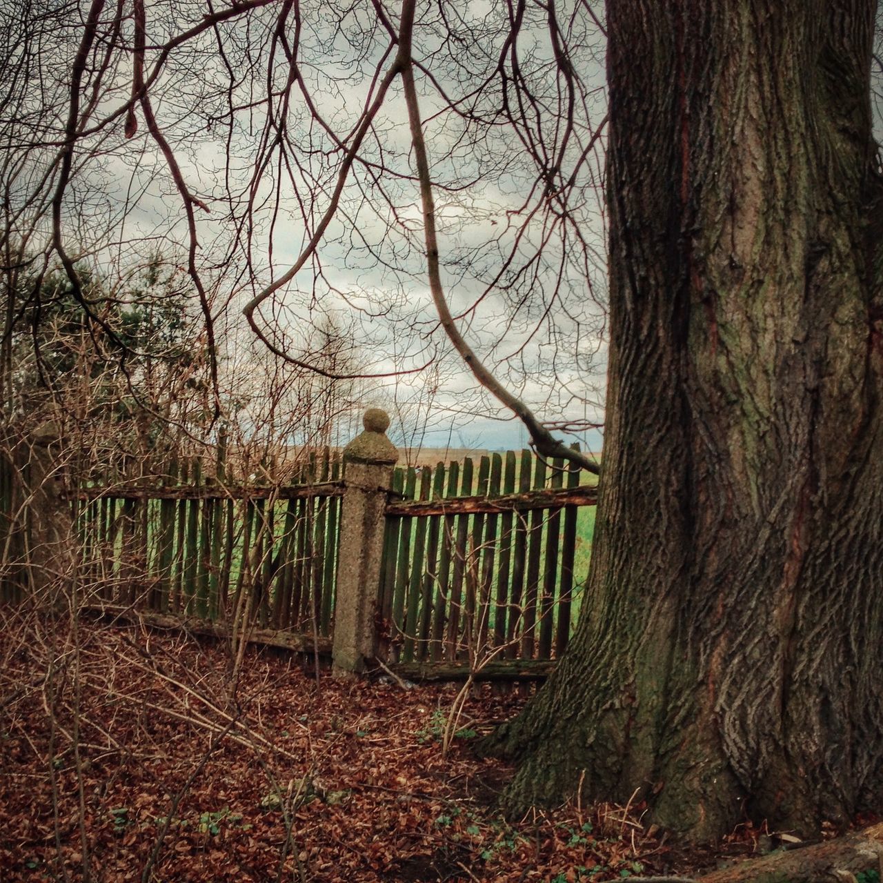 tree, bare tree, fence, wood - material, branch, tranquility, tree trunk, built structure, architecture, protection, nature, safety, tranquil scene, sky, landscape, security, gate, day, field, no people