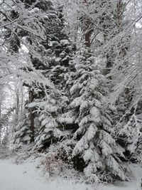 Full frame shot of frozen trees during winter