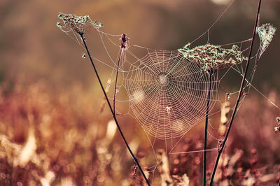 Close-up of spider web on plant