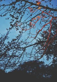 Low angle view of bare trees against blue sky