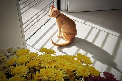 High angle view of cat sitting on tiled floor