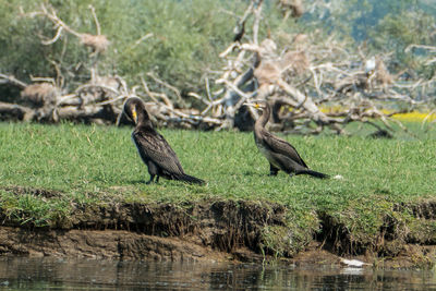 Birds in a river