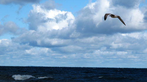 Seagulls flying over sea against sky
