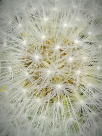 Full frame shot of white dandelion