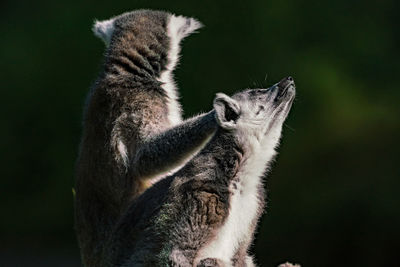 Two lemurs outdoors