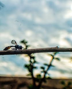 Close-up of bird perching on shore against sky