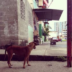 domestic animals