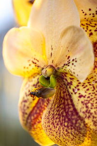 Close-up of yellow flowering plant