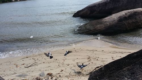 High angle view of seagulls on beach