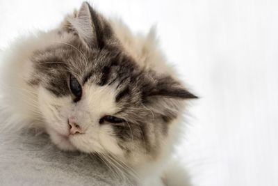 Close-up of a cat over white background