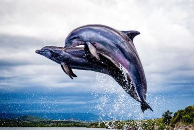 Dolphins jumping over sea against cloudy sky