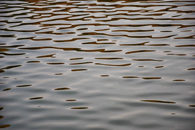 Full frame shot of rippled water