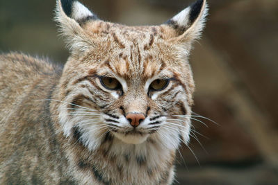 Close-up of a red lynx at eifel-zoo