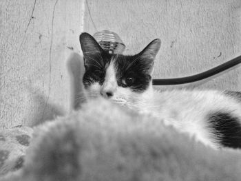 Close-up portrait of cat at home