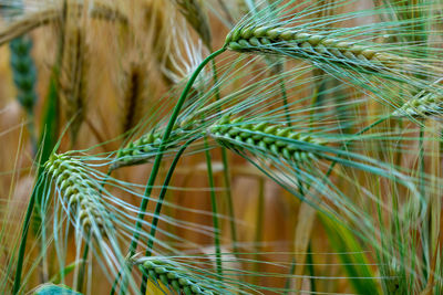 Close-up of wheat growing on field