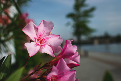 Close-up of pink flowering plant