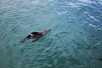 High angle view of seal swimming in ocean south africa 