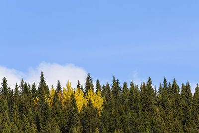 Trees in forest against blue sky