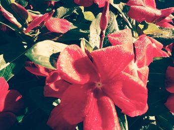 Close-up of red flowers