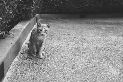 Portrait of cat sitting on footpath