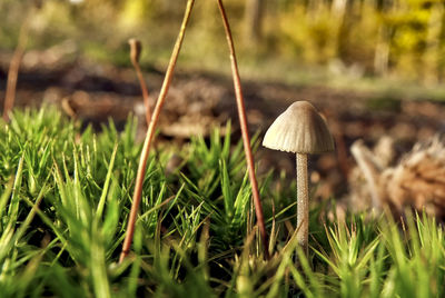 Close-up of mushroom growing on field