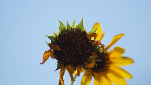 Close-up of bee on yellow flower against clear sky