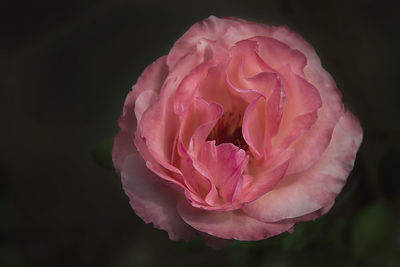 Close-up of pink rose blooming against black background
