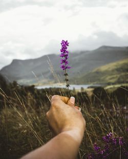 Cropped hand holding purple flower on field