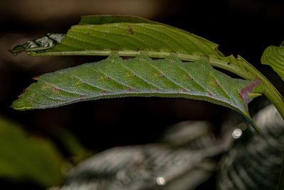 Close-up of green leaves