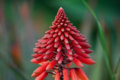 Close-up of red succulent plant