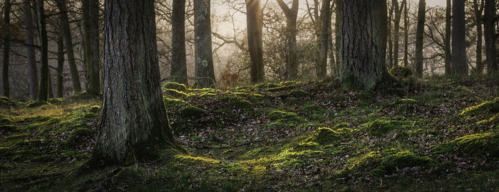 Trees growing in forest