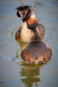 High angle view of  two ducks swimming in lake