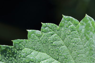 Close-up of raindrops on leaf