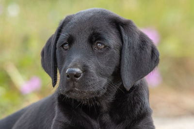 Cute portrait of an 8 week old black labrador puppy