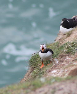 Puffin on the cliff edge