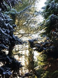 Low angle view of trees growing in forest