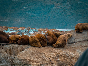 View of sheep resting on rock by sea
