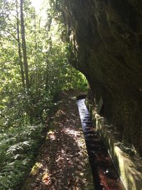 Sunlight falling on footpath amidst trees in forest