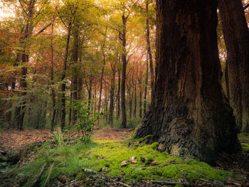 Trees growing in forest during autumn