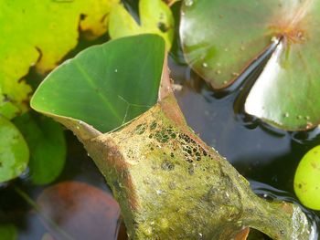 Close-up of water lily leaves in lake