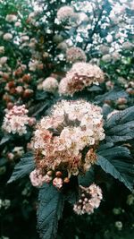 Close-up of pink flowers