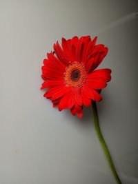 Close-up of red flower against white background