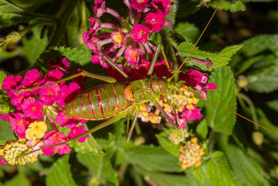 Close-up of butterfly pollinating on pink flower