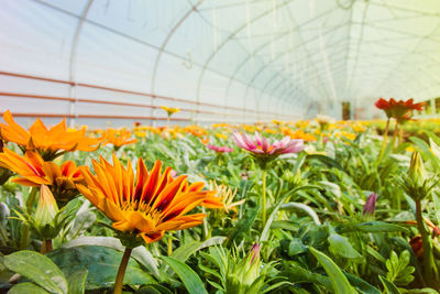 Gazanias growing in greenhouse