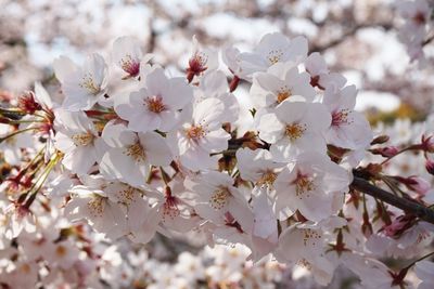 Close-up of fresh flowers on tree