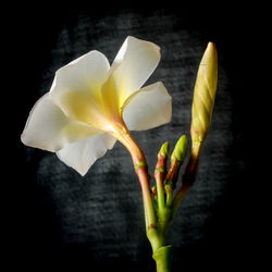 Close-up of flower over black background